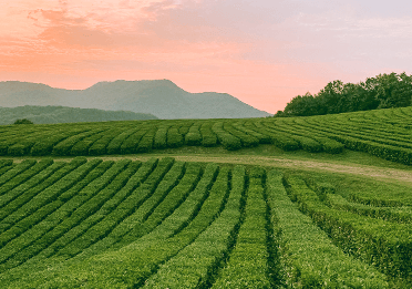 茶園灌溉